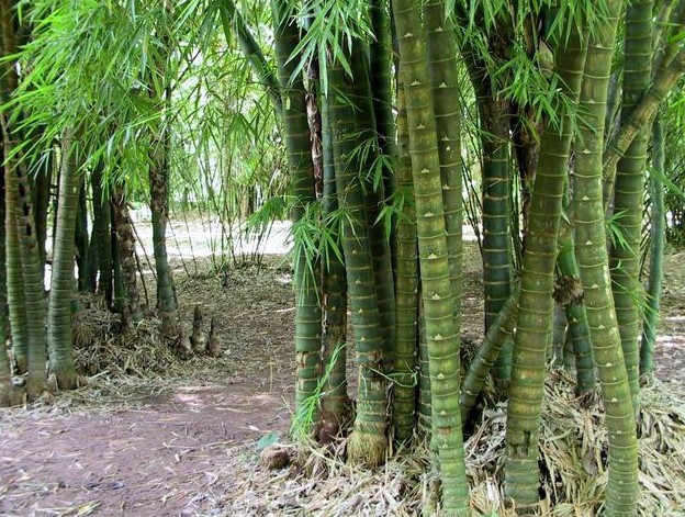 Bambusa tuldoides, "Caña tacuara"