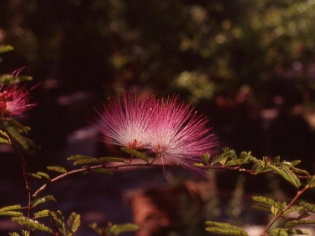 Calliandra brevipes, "Plumerillo rosado"