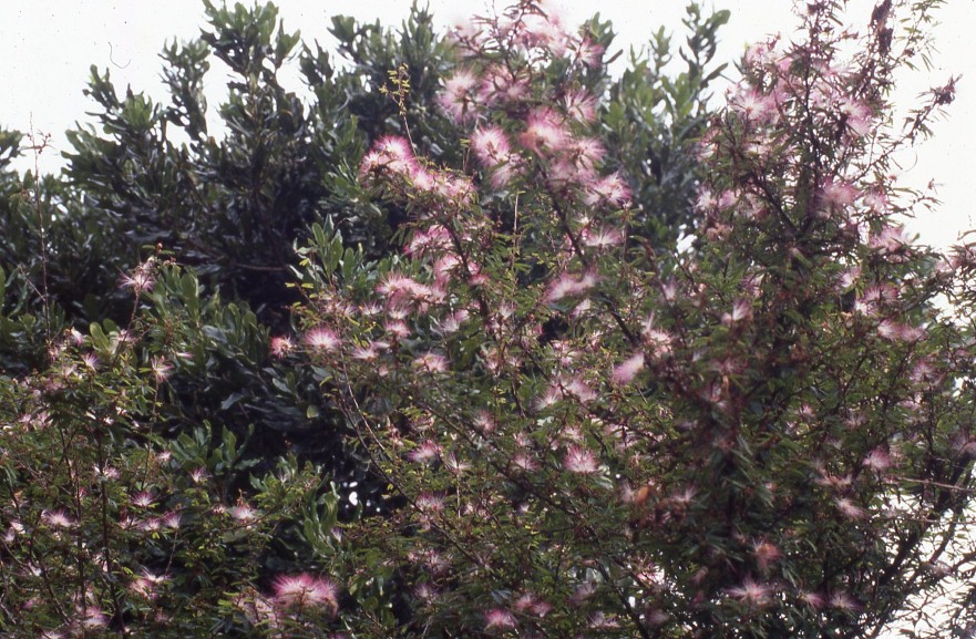 Calliandra brevipes, "Plumerillo rosado"