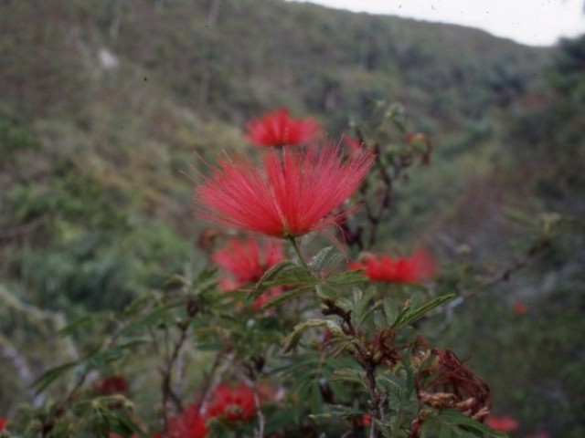 Calliandra twediei, "Plumerillo rojo"