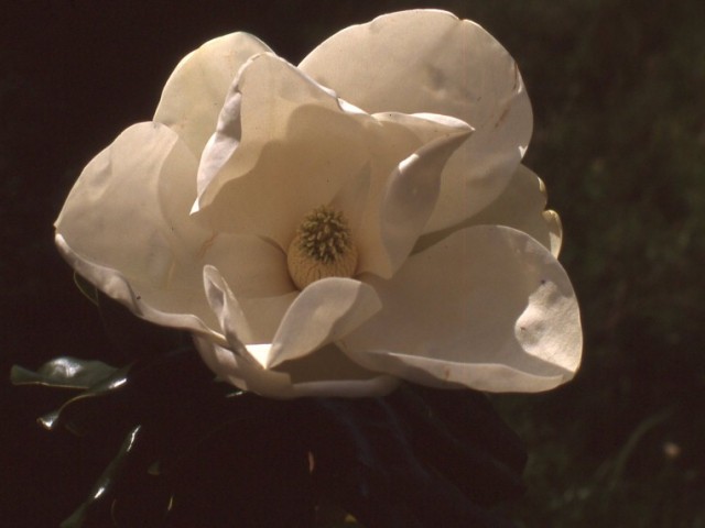 Magnolia grandiflora, “Magnolia”