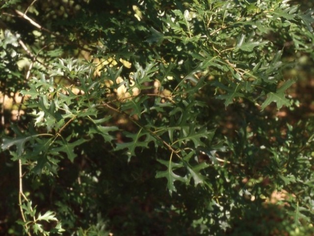 Quercus palustris, “Roble americano”