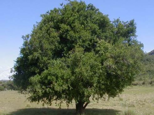 Scutia Buxifolia - Coronilla 
