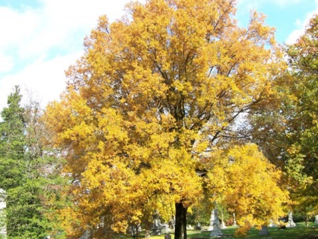 Quercus phellos - Roble phellos