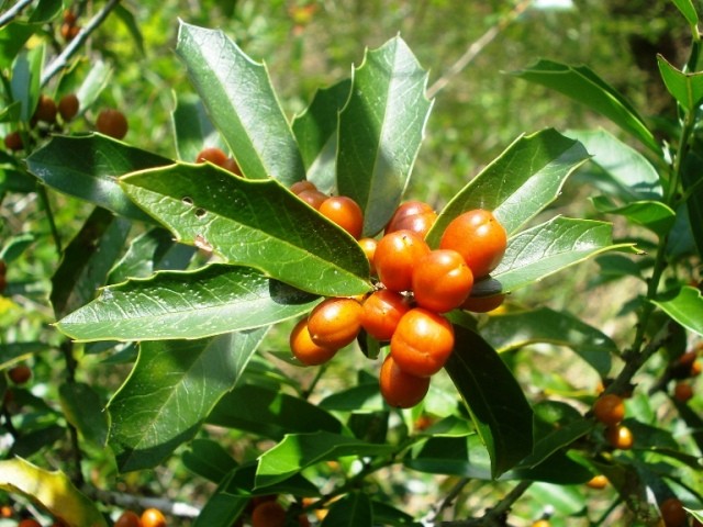 Maytenus ilicifolia – Congorosa