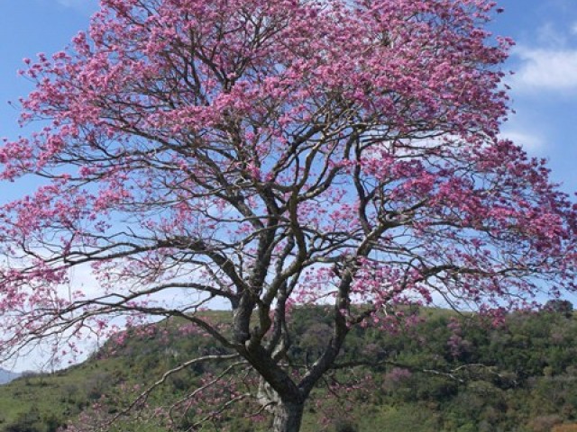 Tabebuia avellanedae – Lapacho rosado